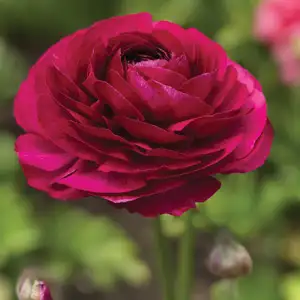 Ranunculi Burgundy Ranunculi Burgundy