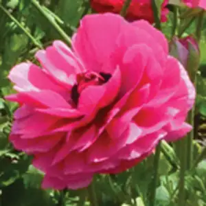Ranunculi Cerise Pink Ranunculi Cerise Pink