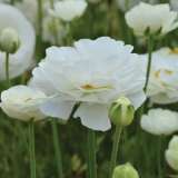 Ranunculi White Ranunculi White