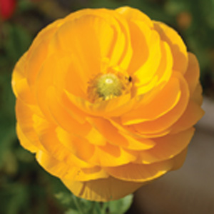 Ranunculi Yellow