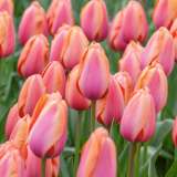 Tulip Apricot Impression Pktulaim 2020 - Garden Express Australia
