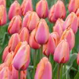 Tulip Apricot Impression Pktulaim 2020 - Garden Express Australia