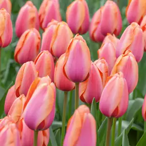 Tulip Apricot Impression Tulip Apricot Impression