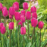 Tulip Barcelona Pktulbar 2020 - Garden Express Australia