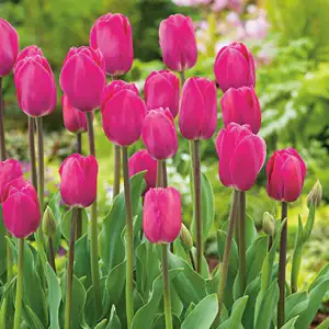 Tulip Barcelona – Pre-Order Tulip Barcelona – Pre-Order
