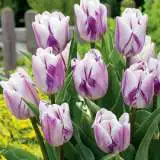Tulip Flaming Flag Pktulffl 2018 - Garden Express Australia