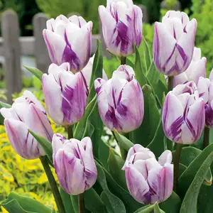 Tulip Flaming Flag Tulip Flaming Flag