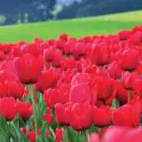 Planting Stock Tulip Red Planting Stock Tulip Red