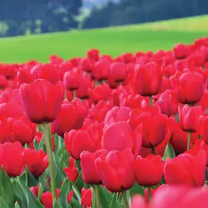 Planting Stock Tulip Red