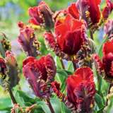 Tulip Rococo