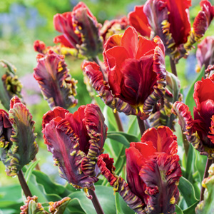 Tulip Rococo
