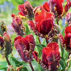 Tulip Rococo Tulip Rococo