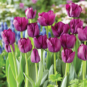 Tulip Saigon – Pre-Order Tulip Saigon – Pre-Order