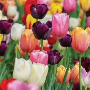 Tulip Single Late Mixed Tulip Single Late Mixed