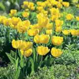 Planting Stock Tulip Yellow Planting Stock Tulip Yellow