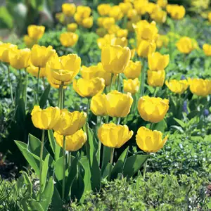 Planting Stock Tulip Yellow Planting Stock Tulip Yellow