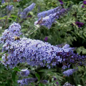 Buddleja Lochinch Buddleja Lochinch