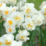 Daffodil Sir Winston Churchill- Pre-Order Daffodil Sir Winston Churchill- Pre-Order