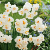 Daffodil Sir Winston Churchill- Pre-Order Daffodil Sir Winston Churchill- Pre-Order