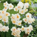 Daffodil Sir Winston Churchill- Pre-Order Daffodil Sir Winston Churchill- Pre-Order