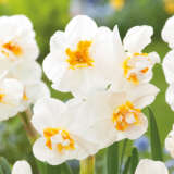 Daffodil Sir Winston Churchill- Pre-Order Daffodil Sir Winston Churchill- Pre-Order
