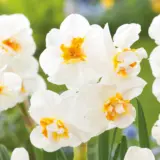 Daffodil Sir Winston Churchill- Pre-Order Daffodil Sir Winston Churchill- Pre-Order