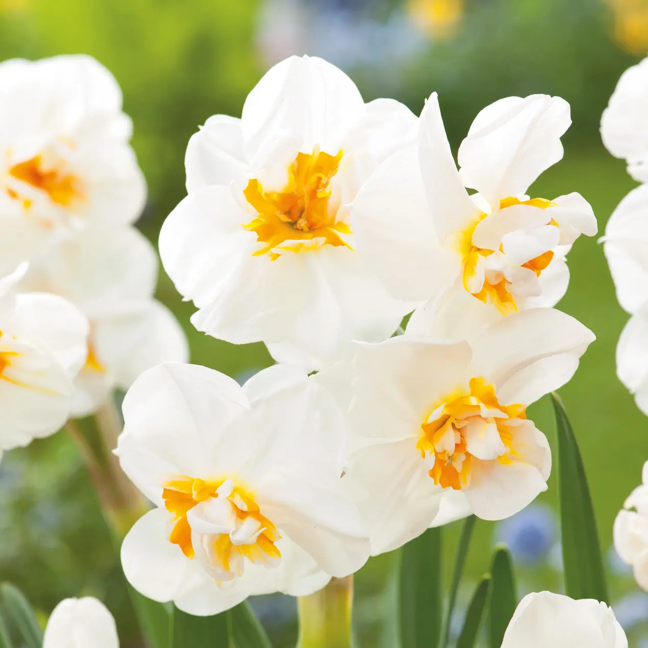 Daffodil Sir Winston Churchill- Pre-Order Daffodil Sir Winston Churchill- Pre-Order