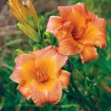 Daylily Gallants Folly17 - Garden Express Australia