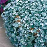 Dichondra Silver Falls Lpodicsfa Gl2017 - Garden Express Australia