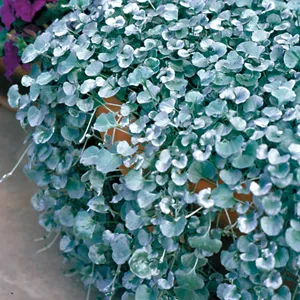 Dichondra Silver Falls 140mm Dichondra Silver Falls 140mm