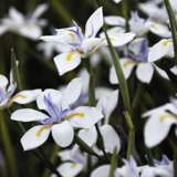 Dietes Iridoides Lpodieiri 2017 - Garden Express Australia