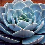 Echeveria Domingo 171 - Garden Express Australia