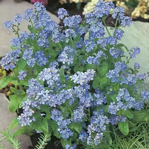 Seed – Forget Me Not Indigo Seed – Forget Me Not Indigo