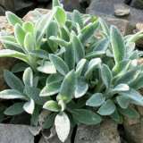 Lambs Ear 17 - Garden Express Australia