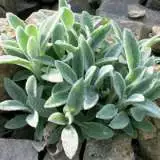 Lambs Ear 17 - Garden Express Australia