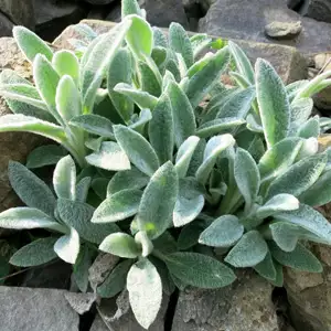Lambs Ear 68mm Lambs Ear 68mm