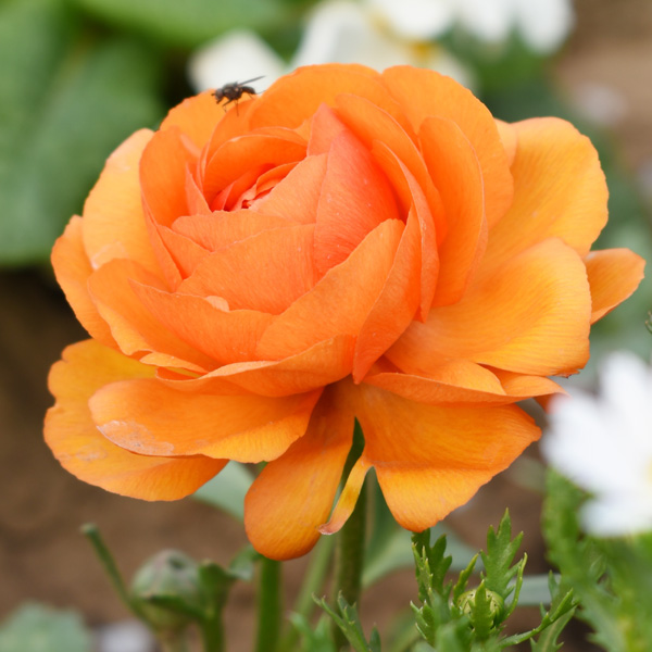 Ranunculi Orange Ranunculi Orange