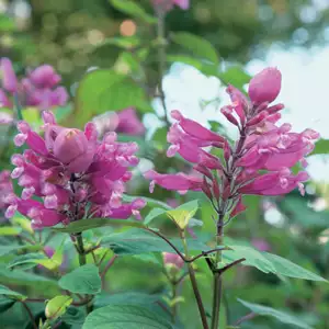 Salvia Joan Salvia Joan