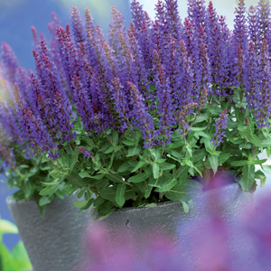 Salvia Sensation Blue Salvia Sensation Blue