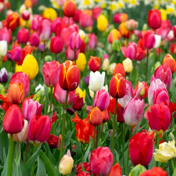 Planting Stock Tulip Mixed