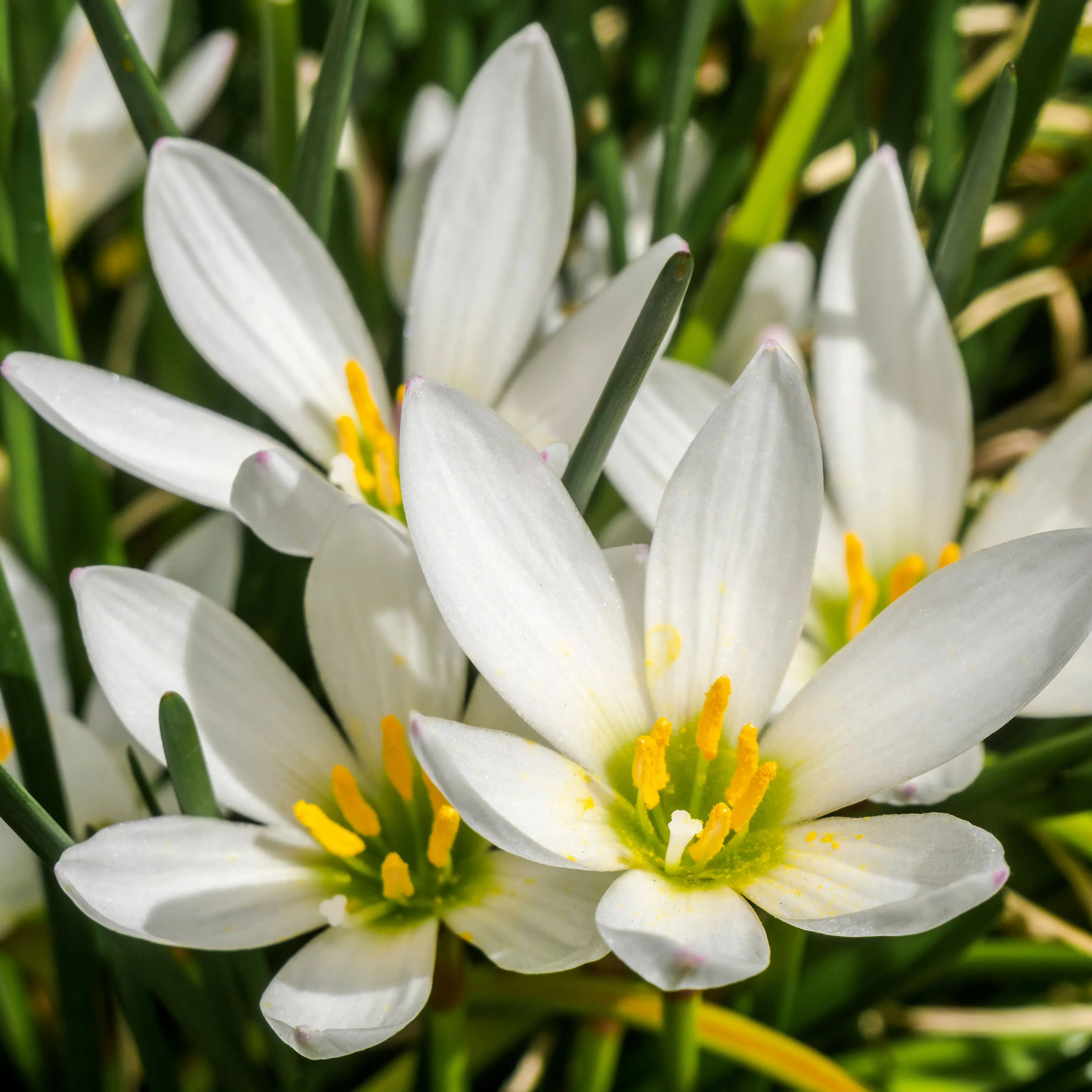Zephyranthes White Zephyranthes White