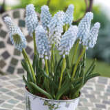 Grape Hyacinth Babys Breath Pkghybbr - Garden Express Australia