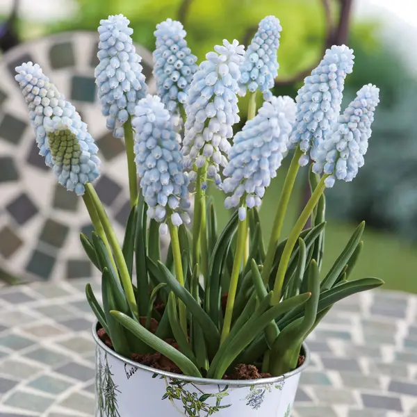 Grape Hyacinth Babys Breath Grape Hyacinth Babys Breath