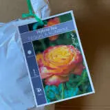 Rose Tequila Sunrise (Pbr) Rose Tequila Sunrise (Pbr)