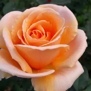Rose Brandy Rose Brandy
