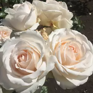 Brindabella Rose Bouquet