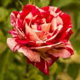 Brindabella Raspberry Tiger Rosbrti - Garden Express Australia