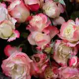Delbard Rose Carmagnole Delbard Rose Carmagnole