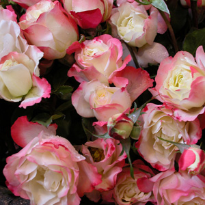 Delbard Rose Carmagnole Delbard Rose Carmagnole