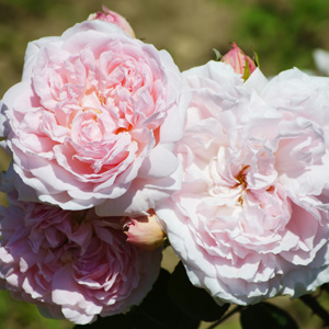 English Shrub Rose Claire Rose English Shrub Rose Claire Rose